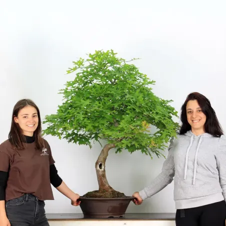 image supplémentaire - CHÊNE DES MARAIS "Quercus...