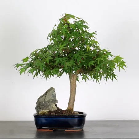ERABLE DU JAPON AVEC ROCHE "ACER PALMATUM" APR 1-3