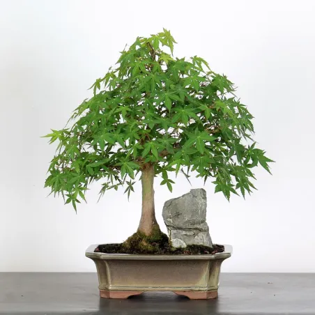 ÉRABLE DU JAPON AVEC ROCHE "ACER PALMATUM ROCHE" 1-4