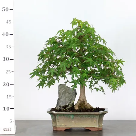 image supplémentaire - ÉRABLE DU JAPON AVEC ROCHE...