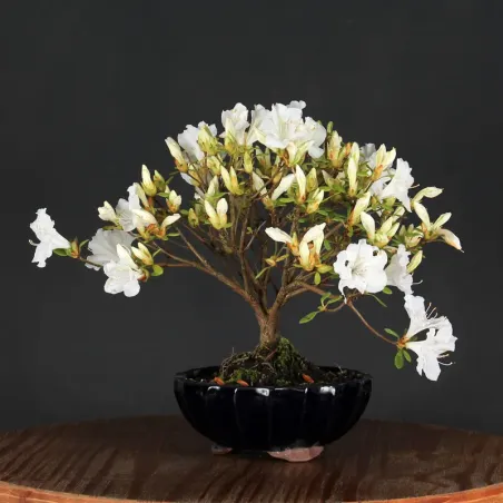 image supplémentaire - AZALÉE JAPONAISE "AZALEA" 3-1