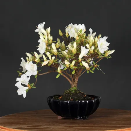 Bonsai Azalée