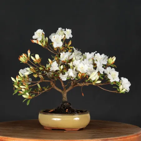 image supplémentaire - AZALÉE JAPONAISE "AZALEA" 3-2