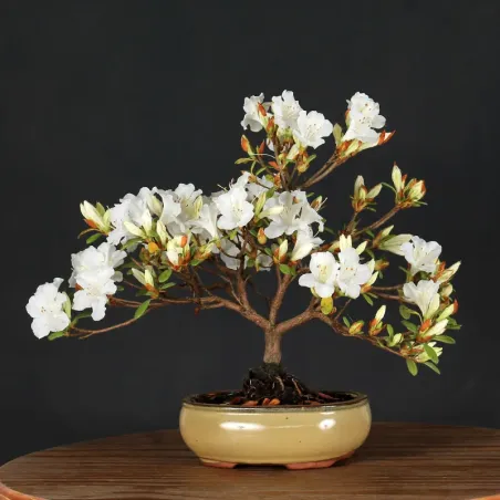 Bonsai Azalée