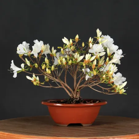 image supplémentaire - JAPANESE AZALEA 3-3