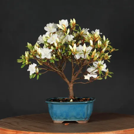 Azalea Bonsai