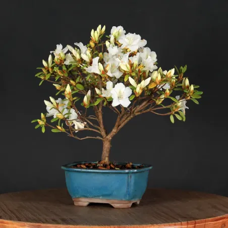 image supplémentaire - JAPANESE AZALEA 3-4