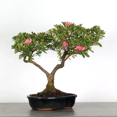 Bonsai Azalée