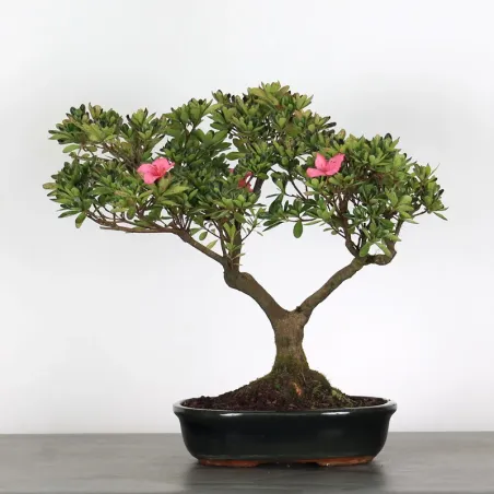 image supplémentaire - AZALÉE JAPONAISE "AZALEA" 3-5
