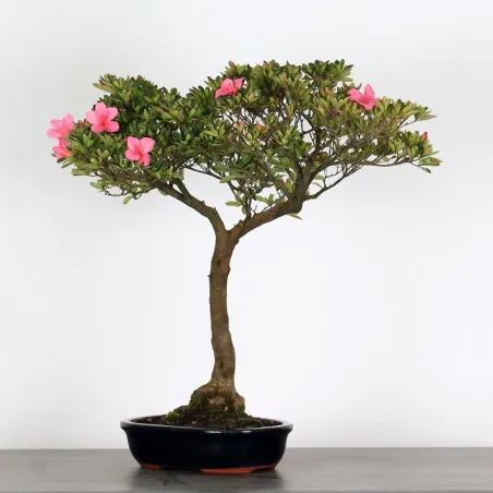 Bonsai Azalée
