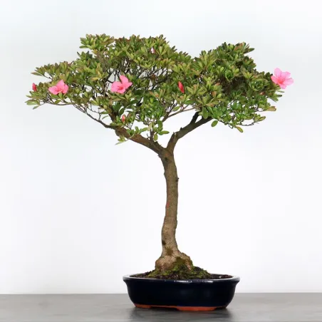 image supplémentaire - AZALÉE JAPONAISE "AZALEA" 3-6