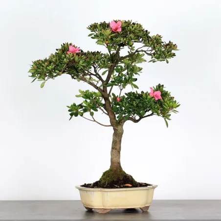 BONSAI JAPANSE AZALEA "AZALEA" 3-7