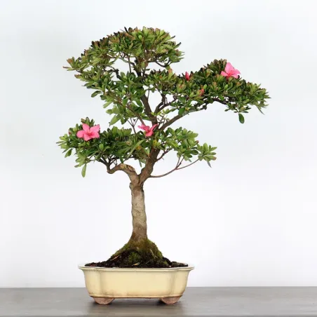image supplémentaire - BONSAI JAPANSE AZALEA...
