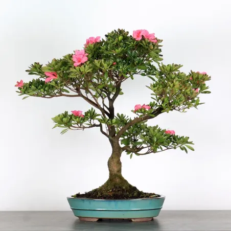 Azalea Bonsai