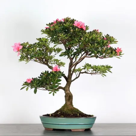image supplémentaire - BONSAI JAPANESE AZALEA 3-8