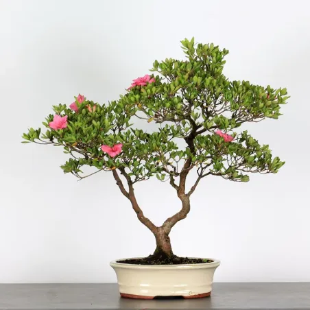 image supplémentaire - BONSAI JAPANESE AZALEA 3-9
