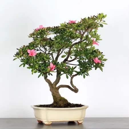 AZALÉE JAPONAISE "AZALEA" 3-11