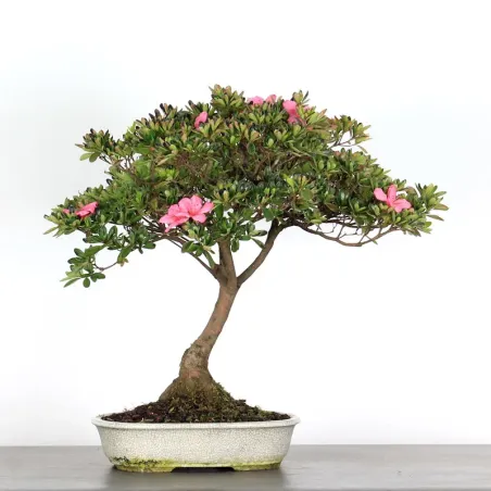 AZALÉE JAPONAISE "AZALEA" 3-12