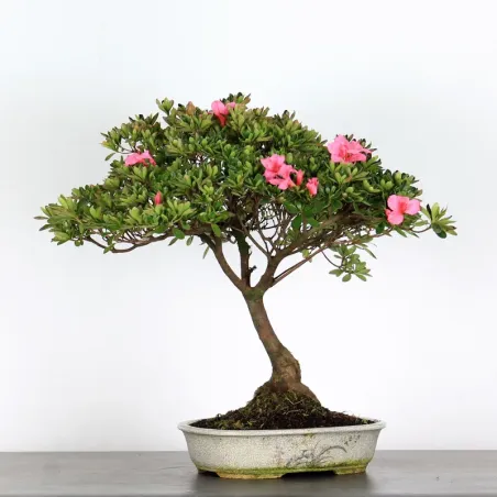 image supplémentaire - AZALÉE JAPONAISE "AZALEA" 3-12