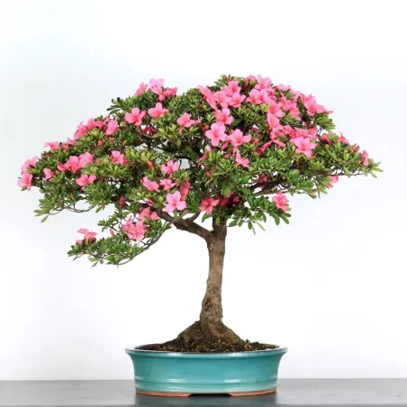 AZALÉE JAPONAISE "AZALEA" 3-13