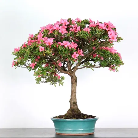 image supplémentaire - AZALÉE JAPONAISE "AZALEA" 3-13