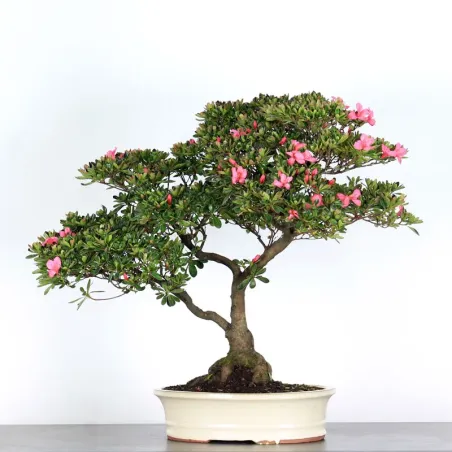 Bonsai Azalée