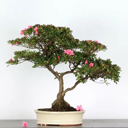 image supplémentaire - BONSAI AZALEA 4-3