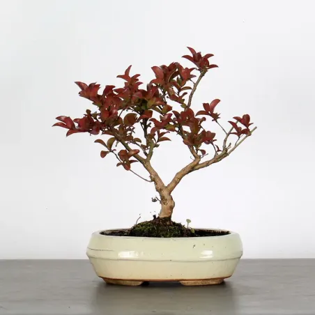 Bonsai Lagestroenia