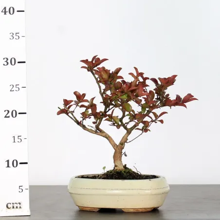 image supplémentaire - LAGERSTROEMIA 1-1