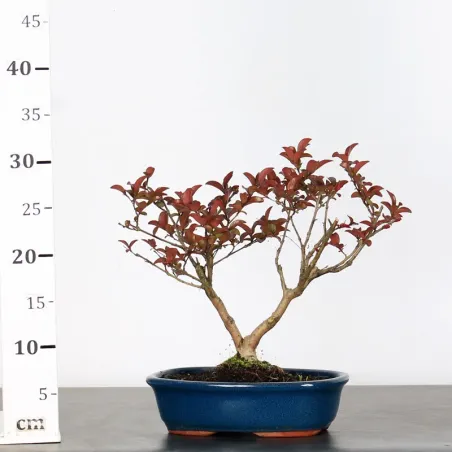 image supplémentaire - LAGERSTROEMIA 1-3