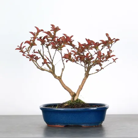 Bonsai Lagestroenia