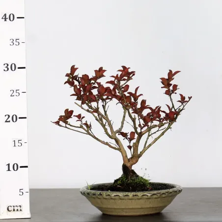 image supplémentaire - LAGERSTROEMIA 1-5
