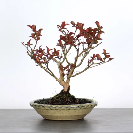 LAGERSTROEMIA 1-5
