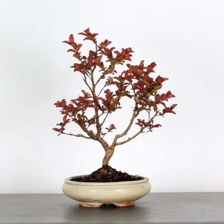 Bonsai Lagestroenia