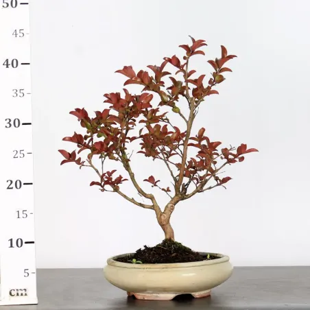 image supplémentaire - LAGERSTROEMIA 1-6