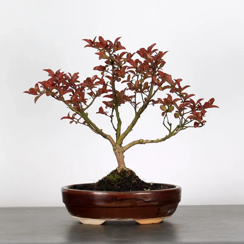 Bonsai Lagestroenia