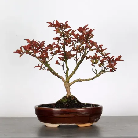 Bonsai Lagestroenia