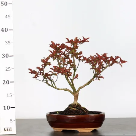 image supplémentaire - LAGERSTROEMIA 1-7