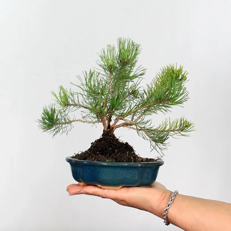 Pin mugo bonsai PM-1-1