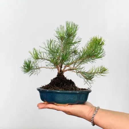 Pin mugo bonsai PM-1-1