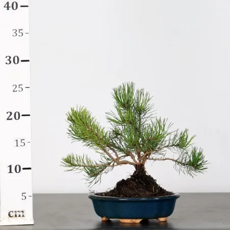 image supplémentaire - BONSAI PINUS MUGO 1-1