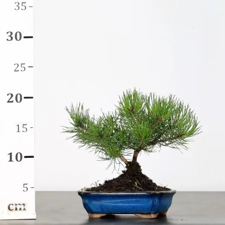 image supplémentaire - BONSAI PINUS MUGO 1-3