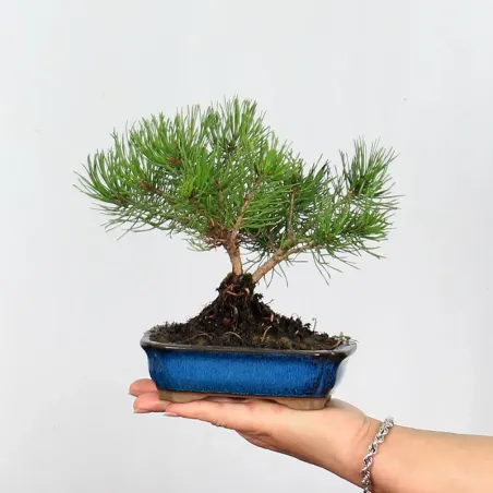 Pin mugo bonsai PM-1-3