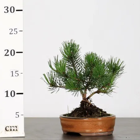 image supplémentaire - BONSAI PINUS MUGO 1-11