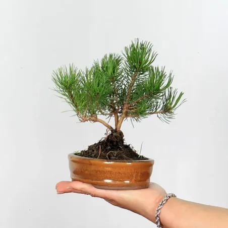 Pin mugo bonsai PM-1-11
