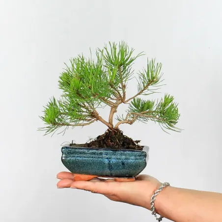 Pin mugo bonsai PM-1-13