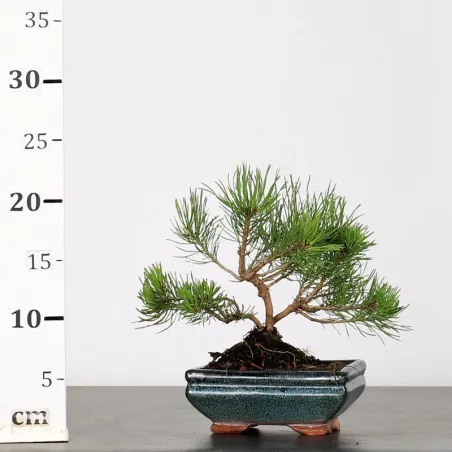 image supplémentaire - BONSAI PINUS MUGO 1-13