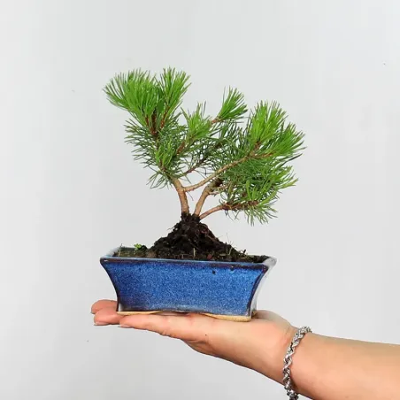 Pin mugo bonsai PM-1-14