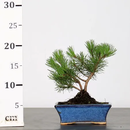 image supplémentaire - BONSAI PINUS MUGO 1-14