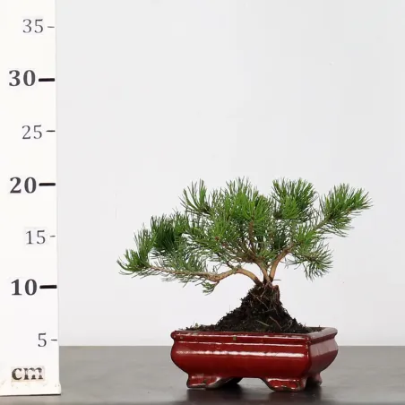 image supplémentaire - BONSAI PINUS MUGO 1-20